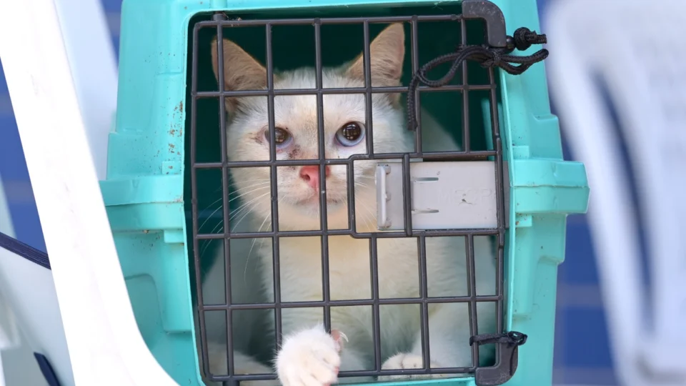 Castramóvel abre agendamento presencial para castração gratuita na zona norte de Manaus