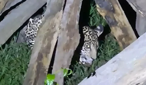 VÍDEO: Filhote de onça-pintada é resgatado em quintal de residência na zona rural de Itacoatiara