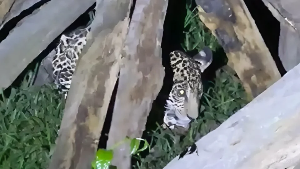 VÍDEO: Filhote de onça-pintada é resgatado em quintal de residência na zona rural de Itacoatiara