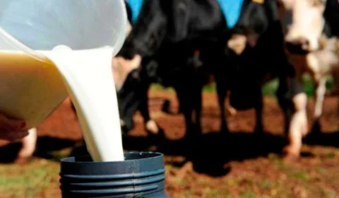 Governo de Rondônia reativa Câmara Setorial do Leite e fortalece cadeia produtiva