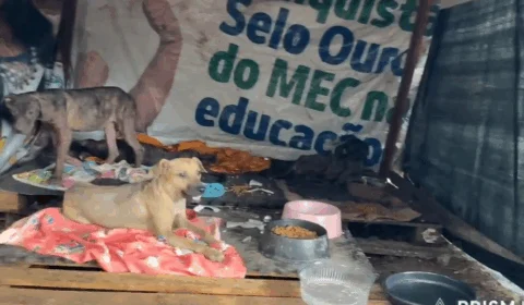 Sete cachorros são abandonados e moradores improvisam casinhas no Lírio do Vale, em Manaus