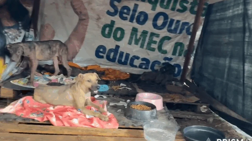 Sete cachorros são abandonados e moradores improvisam casinhas no Lírio do Vale, em Manaus