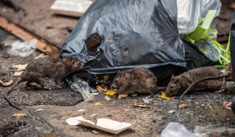Moradores denunciam infestação de ratos na Cidade de Deus e cobram providências do poder público