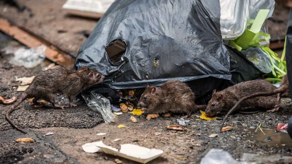 Moradores denunciam infestação de ratos na Cidade de Deus e cobram providências do poder público