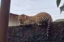 Veja vídeo: Jaguatirica é flagrada descansando sobre muro de casa em Carauari, no interior do Amazonas