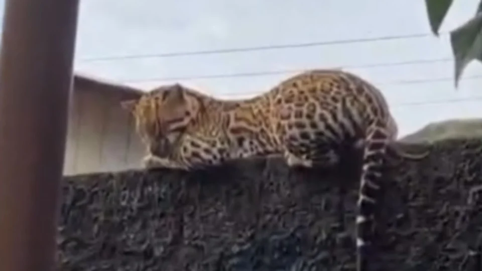 Veja vídeo: Jaguatirica é flagrada descansando sobre muro de casa em Carauari, no interior do Amazonas