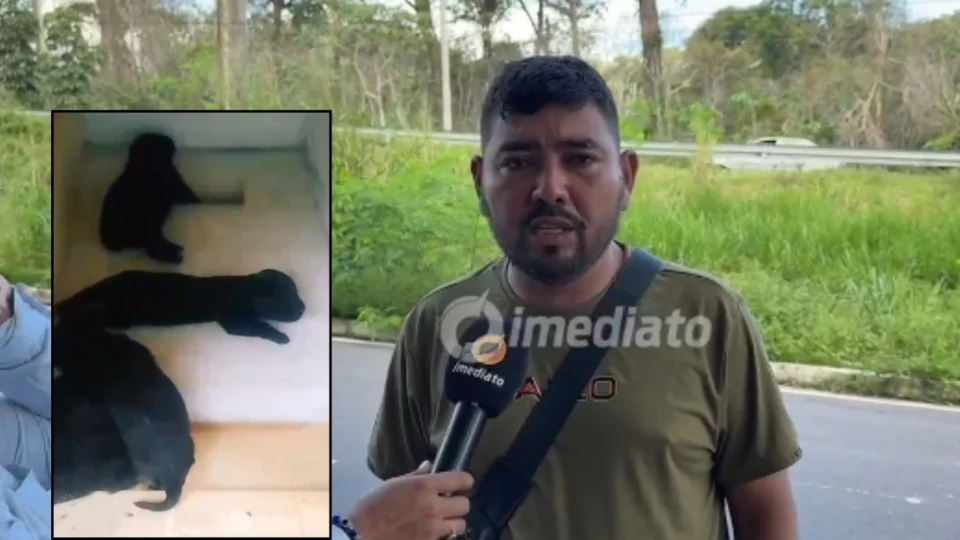 Homem resgata filhotes abandonados e pede ajuda para salvar cadela ferida na zona leste de Manaus