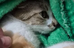 Mulher é presa após jogar gata do 12º andar em Curitiba; animal sobrevive por milagre