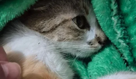 Mulher é presa após jogar gata do 12º andar em Curitiba; animal sobrevive por milagre