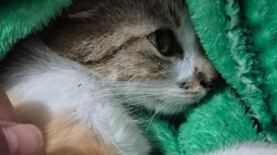 Mulher é presa após jogar gata do 12º andar em Curitiba; animal sobrevive por milagre