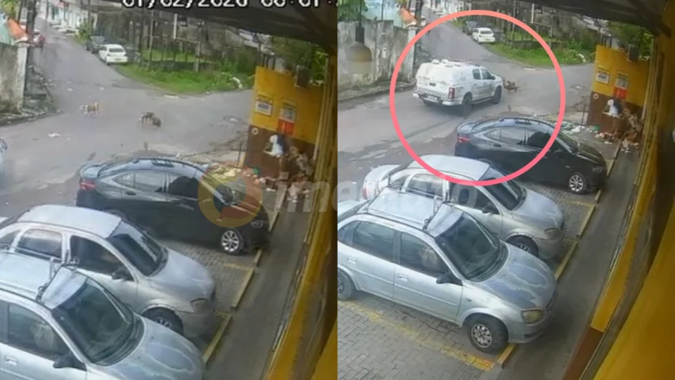 Veja o vídeo: Viatura da Polícia Militar atropela e mata dois cachorros na zona Leste de Manaus