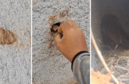 VÍDEO: Homem se revolta ao perceber que ninho de passarinho foi fechado com barro com filhote vivo dentro