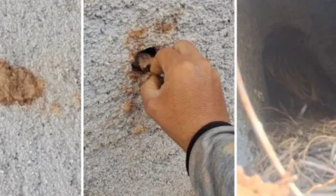 VÍDEO: Homem se revolta ao perceber que ninho de passarinho foi fechado com barro com filhote vivo dentro