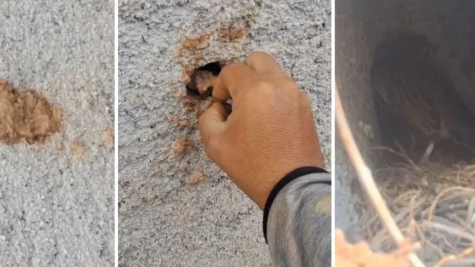 VÍDEO: Homem se revolta ao perceber que ninho de passarinho foi fechado com barro com filhote vivo dentro