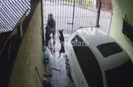 VÍDEO: Homem tenta furtar objeto pela grade de casa e é surpreendido por ataque da cadela Pandora