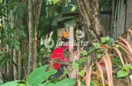 Imagens fortes: Tronco humano é encontrado em área de mata no bairro Cidade de Deus