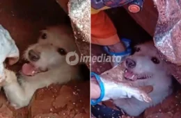 VÍDEO: Corpo de Bombeiros resgata doguinho com vida em meio aos escombros após chuvas em Minas Gerais