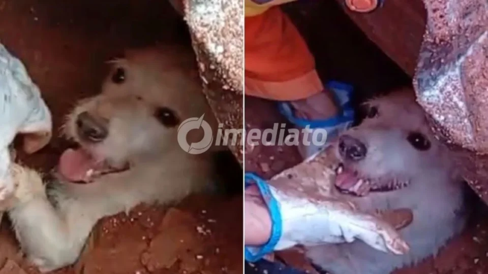 VÍDEO: Corpo de Bombeiros resgata doguinho com vida em meio aos escombros após chuvas em Minas Gerais