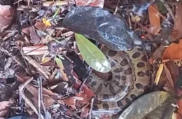 VÍDEO: Banhistas são surpreendidos ao encontrar cobra na corredeira do Rio Urubuí, em Presidente Figueiredo