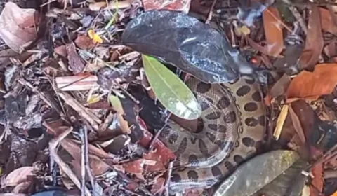 VÍDEO: Banhistas são surpreendidos ao encontrar cobra na corredeira do Rio Urubuí, em Presidente Figueiredo