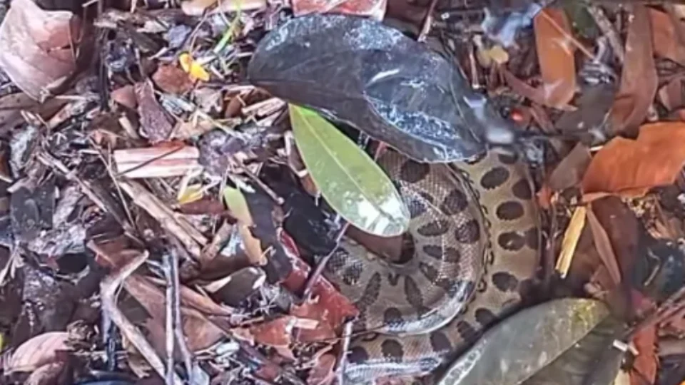 VÍDEO: Banhistas são surpreendidos ao encontrar cobra na corredeira do Rio Urubuí, em Presidente Figueiredo