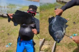 Veja vídeo: pescador captura piranha-preta ‘gigante’ no Balneário do Miriti, em Manacapuru