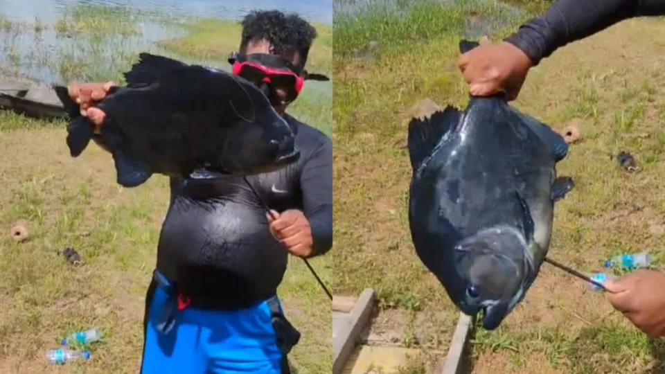 Veja vídeo: pescador captura piranha-preta ‘gigante’ no Balneário do Miriti, em Manacapuru