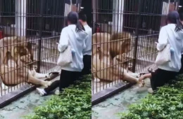 Menina de 10 anos é atacada por leoa ao se aproximar de jaula em zoológico na China