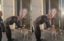 Vídeo: Delegado interrompe escolta para fazer carinho em cadela e cena emociona