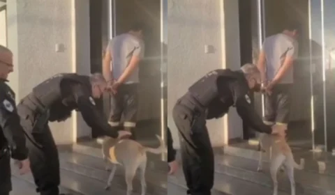 Vídeo: Delegado interrompe escolta para fazer carinho em cadela e cena emociona