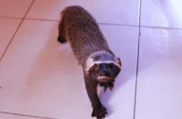 Ipaam resgata furão mantido irregularmente e três aves feridas em Manaus