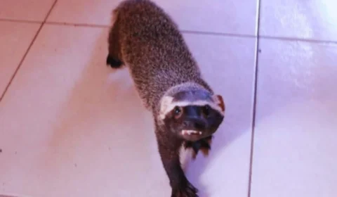 Ipaam resgata furão mantido irregularmente e três aves feridas em Manaus