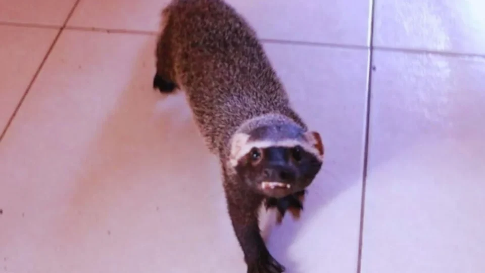 Ipaam resgata furão mantido irregularmente e três aves feridas em Manaus