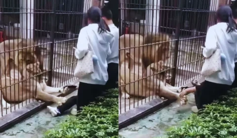 Menina de 10 anos é atacada por leoa ao se aproximar de jaula em zoológico na China