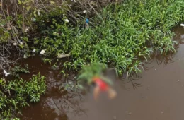 Corpo é encontrado em igarapé próximo à Ponte da Conciliação, no bairro São Jorge