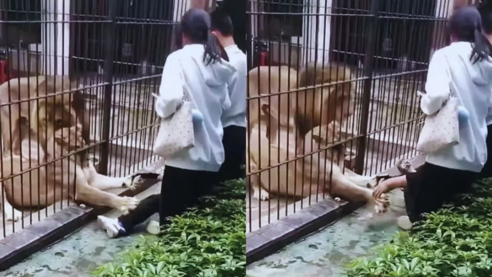 Menina de 10 anos é atacada por leoa ao se aproximar de jaula em zoológico na China