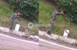 Cobra é resgatada por policial após assustar pedestres próximo à Bola da Suframa, em Manaus