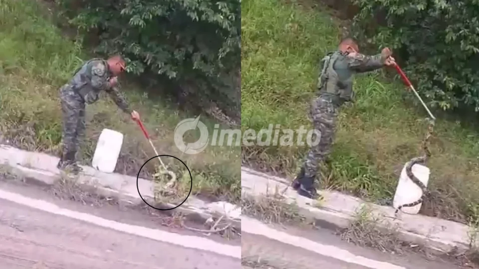 Cobra é resgatada por policial após assustar pedestres próximo à Bola da Suframa, em Manaus