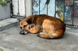 Cachorro abandonado ataca moradores e gera preocupação no bairro Nova Cidade, em Manaus