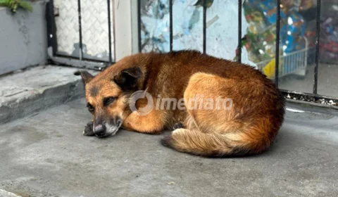 Cachorro abandonado ataca moradores e gera preocupação no bairro Nova Cidade, em Manaus