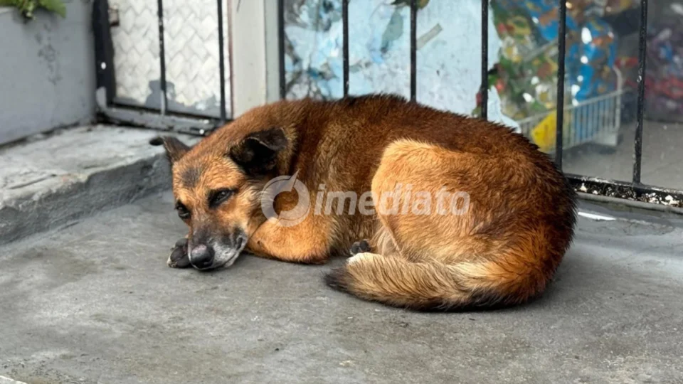 Cachorro abandonado ataca moradores e gera preocupação no bairro Nova Cidade, em Manaus