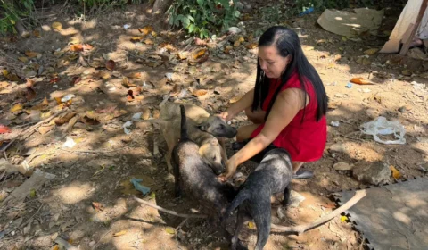 Cachorros aguardam adoção e moradores fazem apelo por ajuda em Manaus