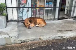 Cachorro abandonado ataca moradores e gera preocupação no bairro Nova Cidade, em Manaus