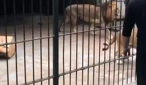 VEJA VÍDEO: menina é atacada por leoa em zoológico