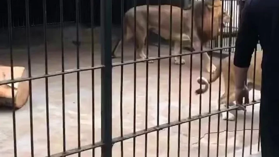 VEJA VÍDEO: menina é atacada por leoa em zoológico