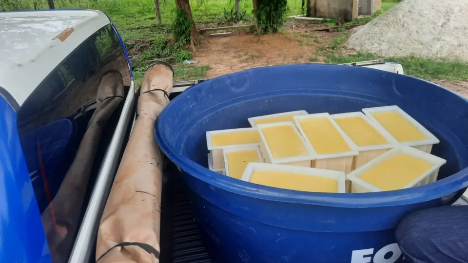 Fiscalização interdita produção clandestina de queijo no interior do Pará