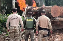 Operação Três Eixos apreende madeira ilegal em terra indígena de Guajará-Mirim