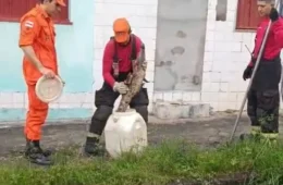 Vídeo: Filhote de jacaré é resgatado por bombeiros em área residencial na Cidade Nova