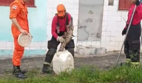 Vídeo: Filhote de jacaré é resgatado por bombeiros em área residencial na Cidade Nova