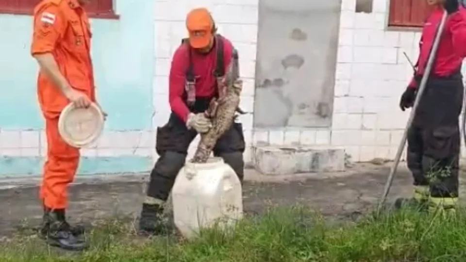 Vídeo: Filhote de jacaré é resgatado por bombeiros em área residencial na Cidade Nova